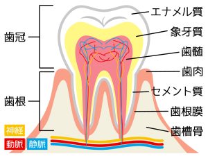 歯とその周辺の構造のイラスト。歯の表面側から順に、エナメル質、セメント質、象牙質、歯髄。歯を削るのは、再表面のエナメル質のみ。
