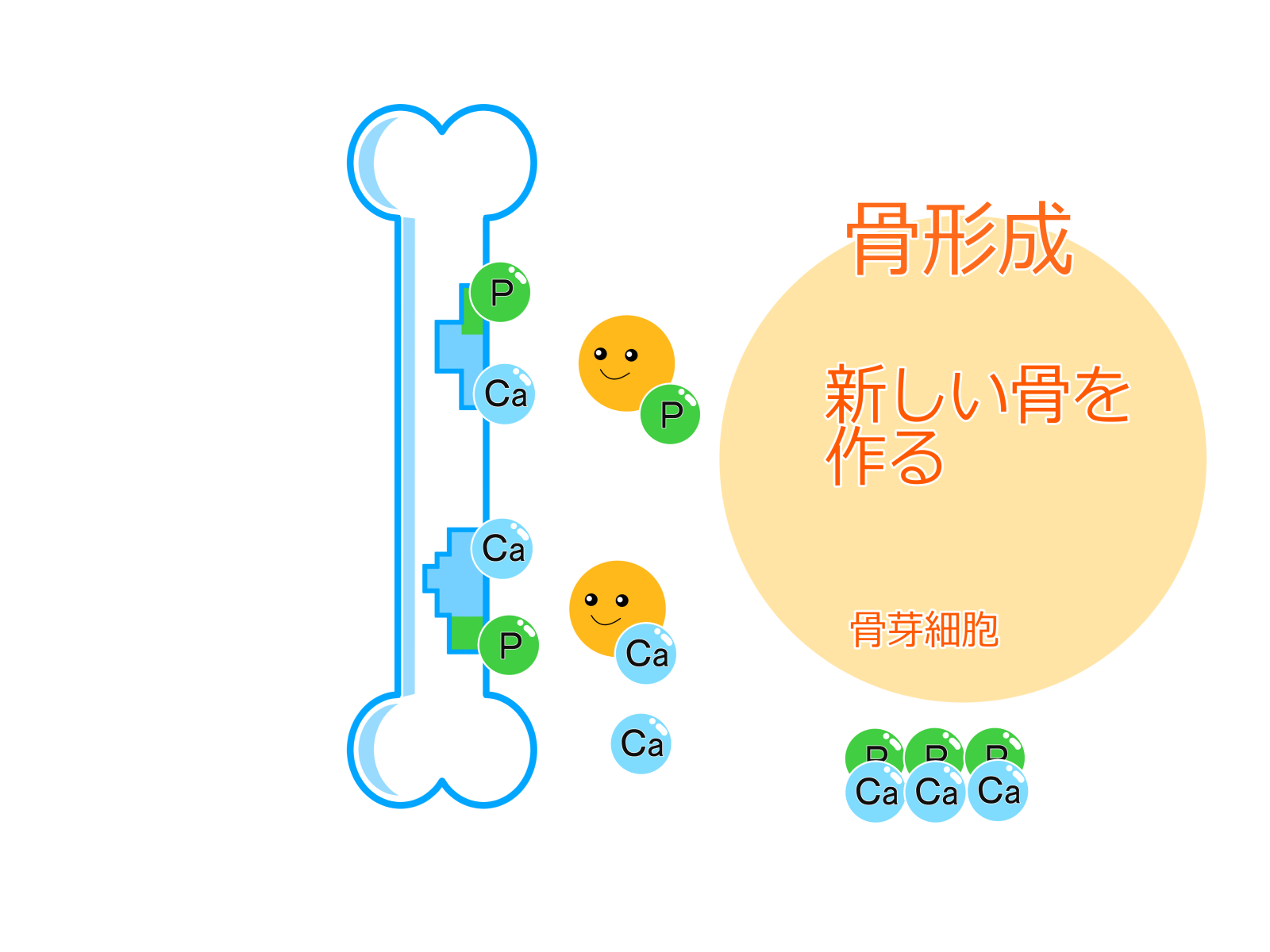 骨形成のイメージ図。骨が破壊されたあとは骨芽細胞によって新しい骨ができるので、心配いりません。