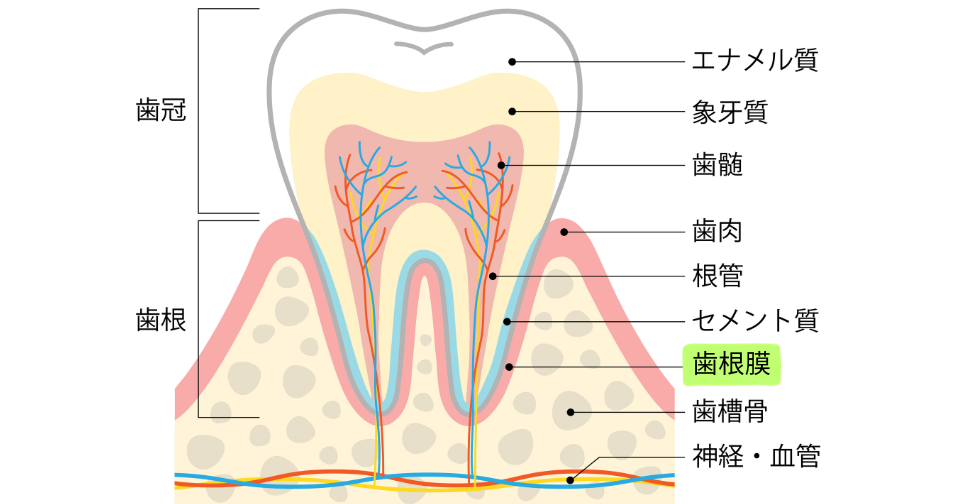 歯とその周辺の組織の断面図