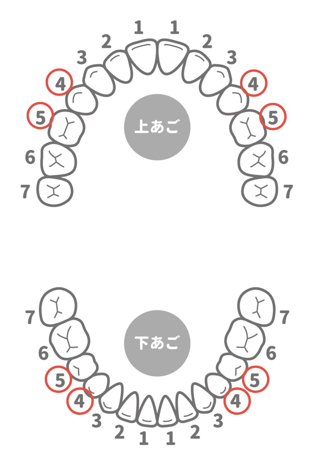 第一小臼歯と第二小臼歯